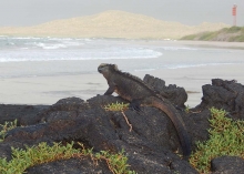 Imagen Iguana terrestre - Isabela